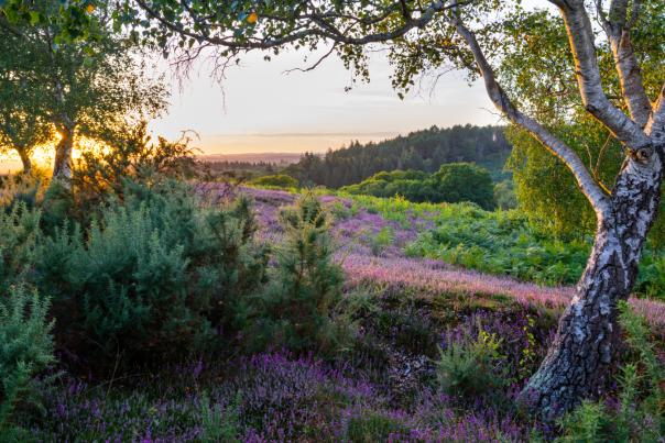 Heathland in a summer sunset in the New Forest