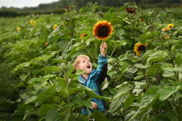 maize sunflowers - blog 2022