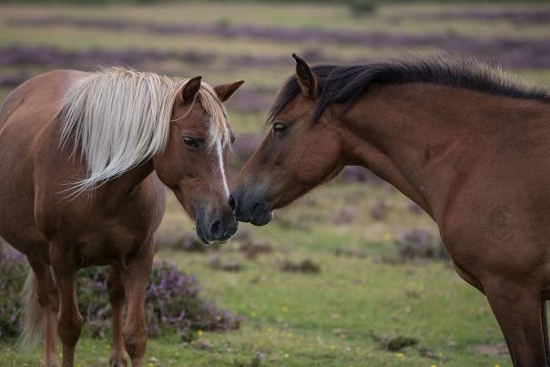 the wonderful New Forest Ponies!