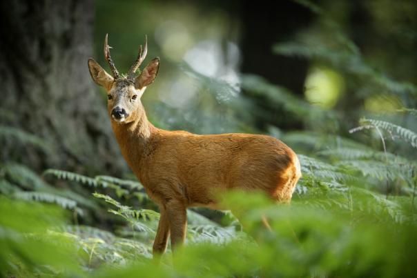 deer blog - 2022