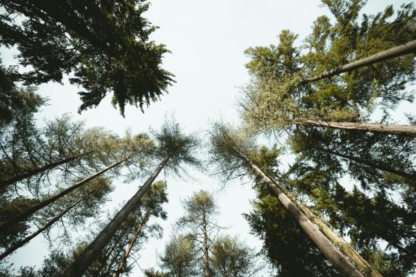 Looking up at trees