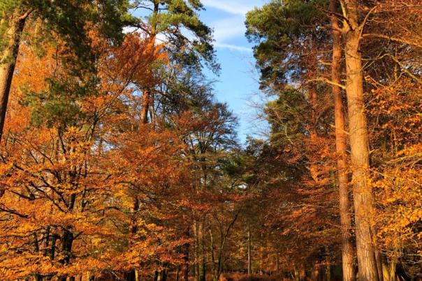 Leaf Peeping – Autumn in the New Forest