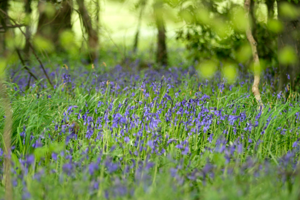 Bluebells in the woodland