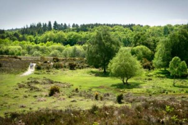 Year of Literary Heroes 2017: Books set in The New Forest