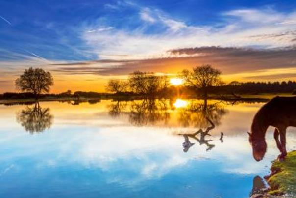 The New Forest’s Top Ten Beauty Spots