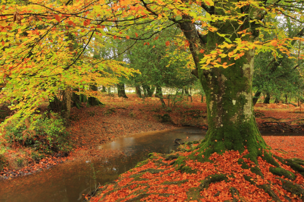Autumn leaves on the trees in the New Forest