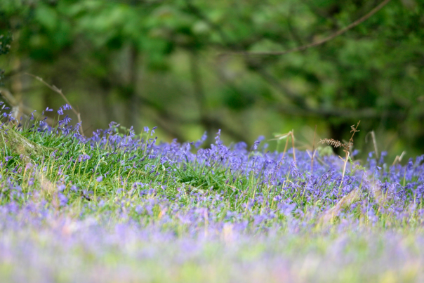 bluebells in the spring in the New Forest