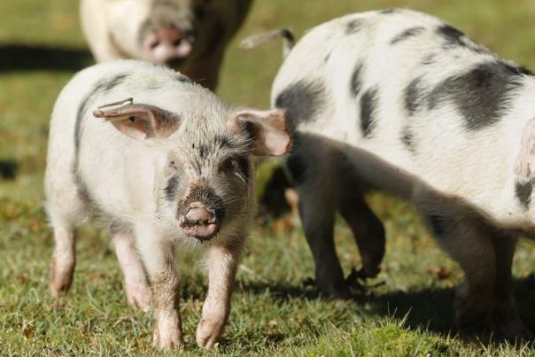 Pannage Pigs in the New Forest 2020