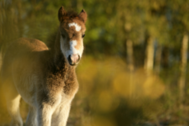 Come and meet our cutest residents