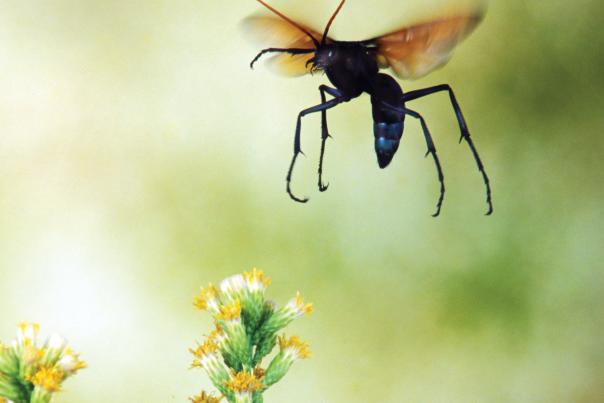The state insect, the tarantula hawk wasp