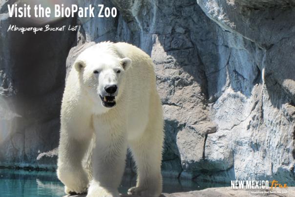 Visit the BioPark Zoo