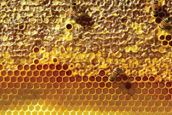 Two bees get busy on one of the Hays Honey & Apple Farm honeycombs.