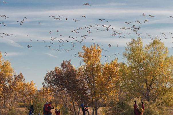 Bosquedelapache Main