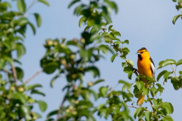 Bullock's oriole