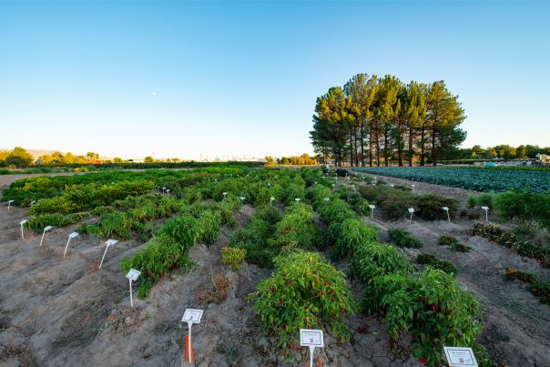 The teaching garden at New Mexico State University’s Chile Pepper Institute tests 150 different varieties every year, New Mexico Magazine