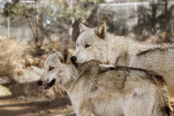 Draco and Leia at the Wild Spirit Wolf Sanctuary is located in Candy Kitchen, New Mexico.