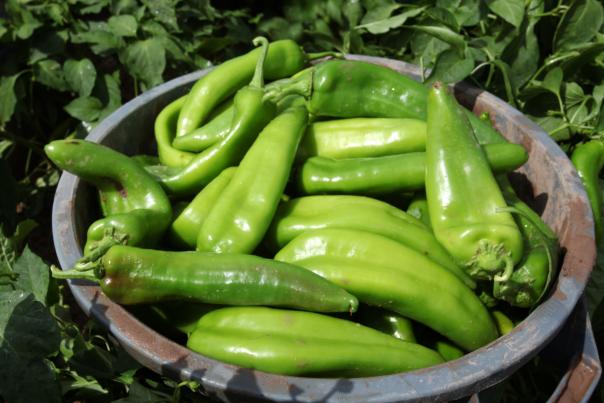 Green Chile Stew Header