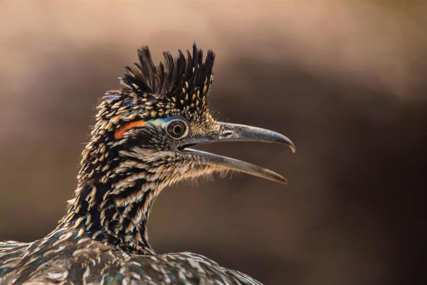 A closeup of a roadrunner