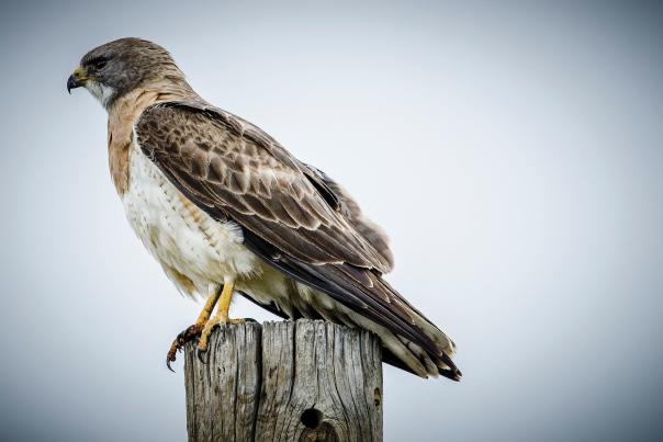 Swainson's Hawk