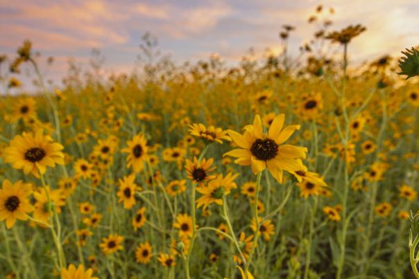 The Pecos Sunflower (Helianthus Paradoxus), New Mexico Magazine