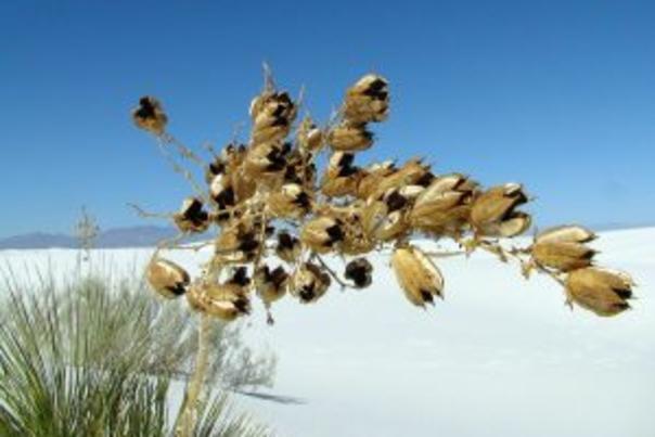 White Sands