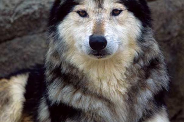 Fitzharris -Mexican -gray -wolf