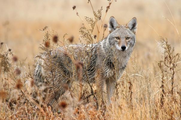 Coyote in an open field