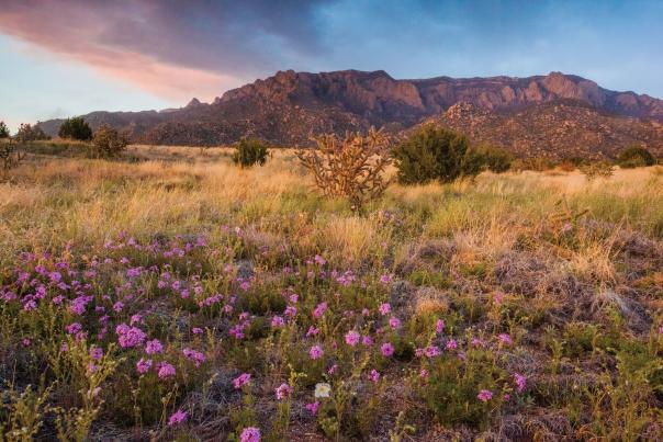Wildflowers bloom along the western face of the Sandía Mountains