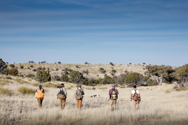 Hunting for quail in Questa.
