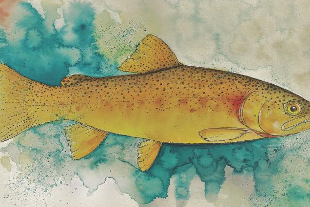 Gila Trout Illustration