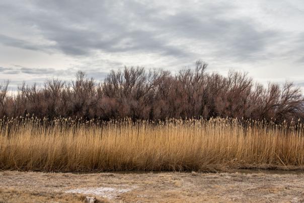 Late winter grasses at the Ladd S. Gordon Waterfowl Complex.