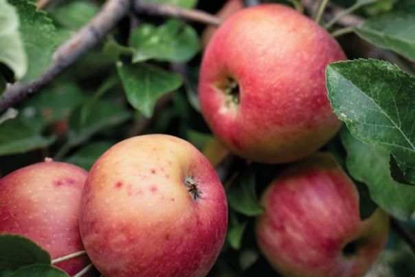 Apples for NM Hard Cider