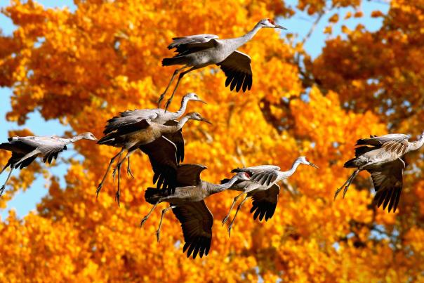 Sandhill cranes flying above wetlands during the fall