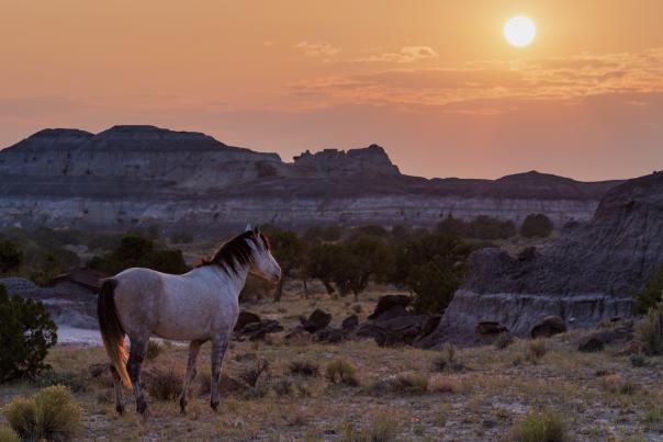 Badlands Horse, Photograph by Jake Werth, New Mexico Magazine