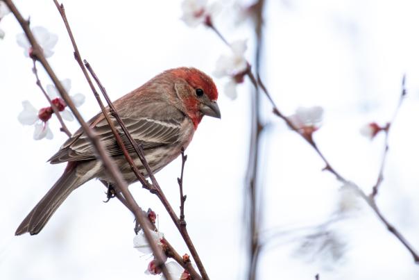 House finch sitting on a branch.