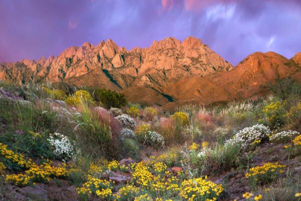 Wildflowers decorate the Organ Mountains, near Las Cruces.