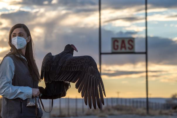 Beauty the turkey vulture’s cameo in  the film Cop Shop sheds light on the raptor’s importance.
