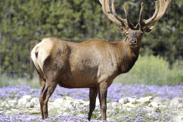 Why New Mexico's Wildlife West Nature Park Is a Great Place for the Whole Family to Visit