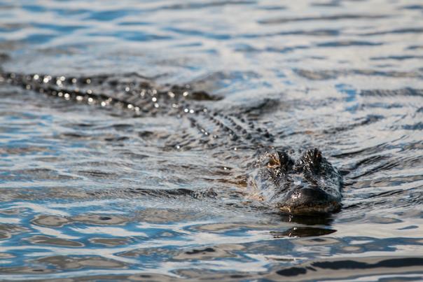 Jean Lafitte Swamp Tour