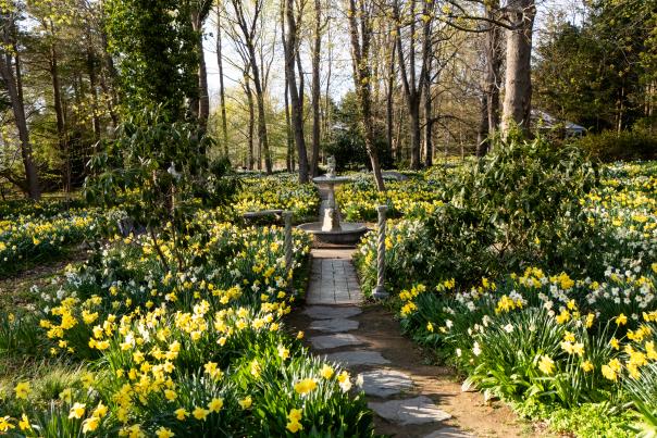 Blithewold Daffodil Days