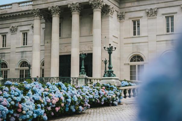 Hydrangea