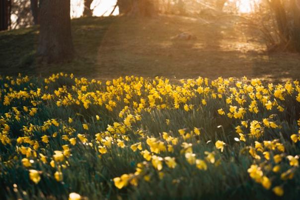 Daffodil Days Newport