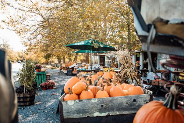 Little Compton Fall Pumpkins Laid Out For Sale
