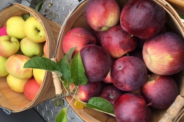 Apples