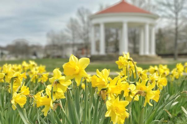 King Park Daffodils