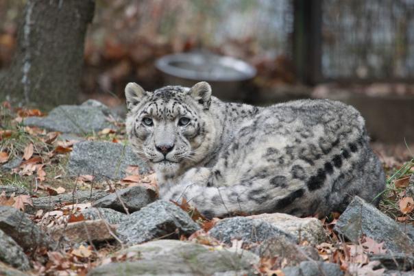A snow leopard rests in her environment at the Bronx Zoo in New York City