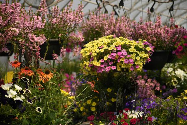 Colorful spring flowers inside a greenhouse, including hanging baskets of yellow and pink petunias, orange coneflowers in the foreground, tall pink flowering stalks, and white pansies among a dense mix of blooms