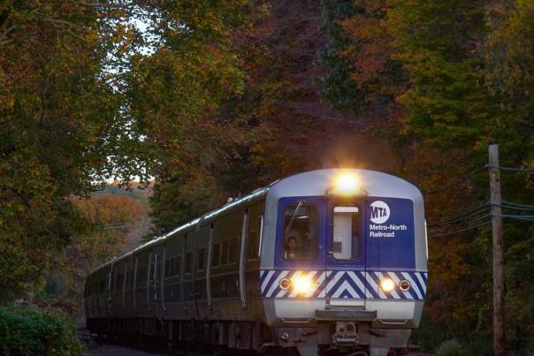 A train in an aspen tree setting.