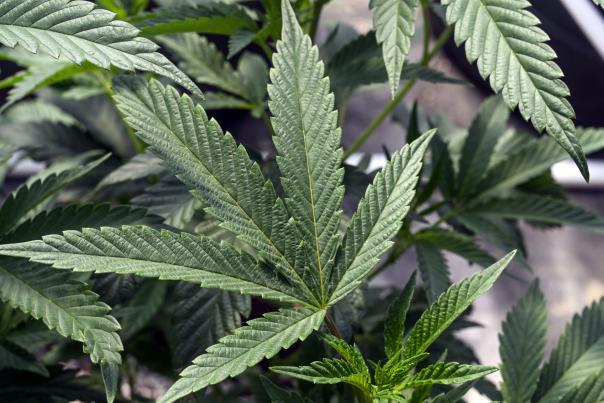 Marijuana plants are seen at a growing facility in Washington County