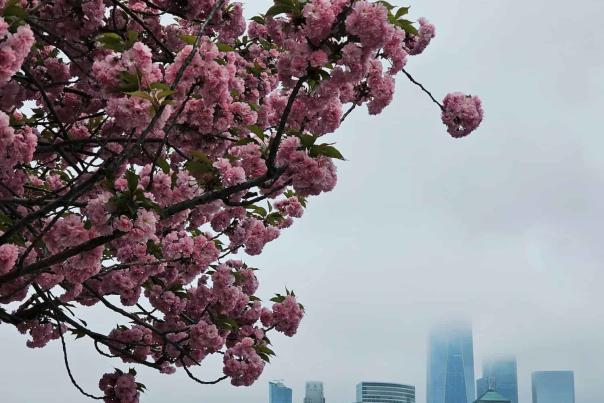 New York City skyline viewed behind blooming cherry blossom trees in spring, shot from across the Hudson River